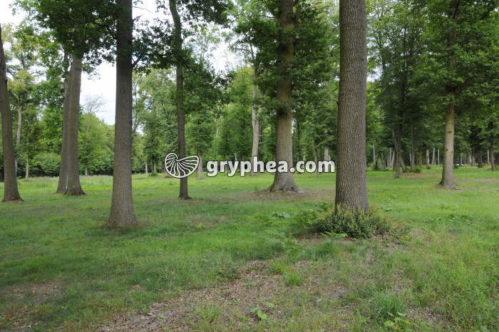 Futaie de chênes - gryphea.com